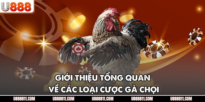 Giới thiệu tổng quan về các loại cược gà chọi