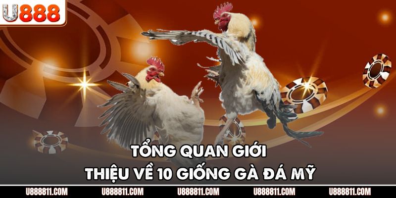 Tổng quan giới thiệu về 10 giống gà đá Mỹ